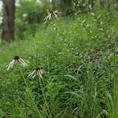 Review photo of Fiery Fork Conservation Area by Erick H., June 29, 2021