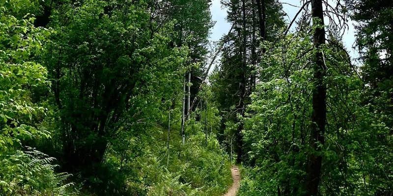 Camper submitted image from Panchuela Campground and Trailhead