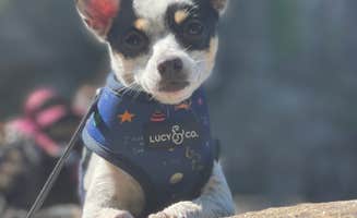 Brett D.'s photo of camping with pets at Fall Creek Falls State Park Campground near Sale Creek, TN