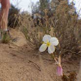 Review photo of Harris Wash Dispersed by Mackenzie B., June 12, 2018