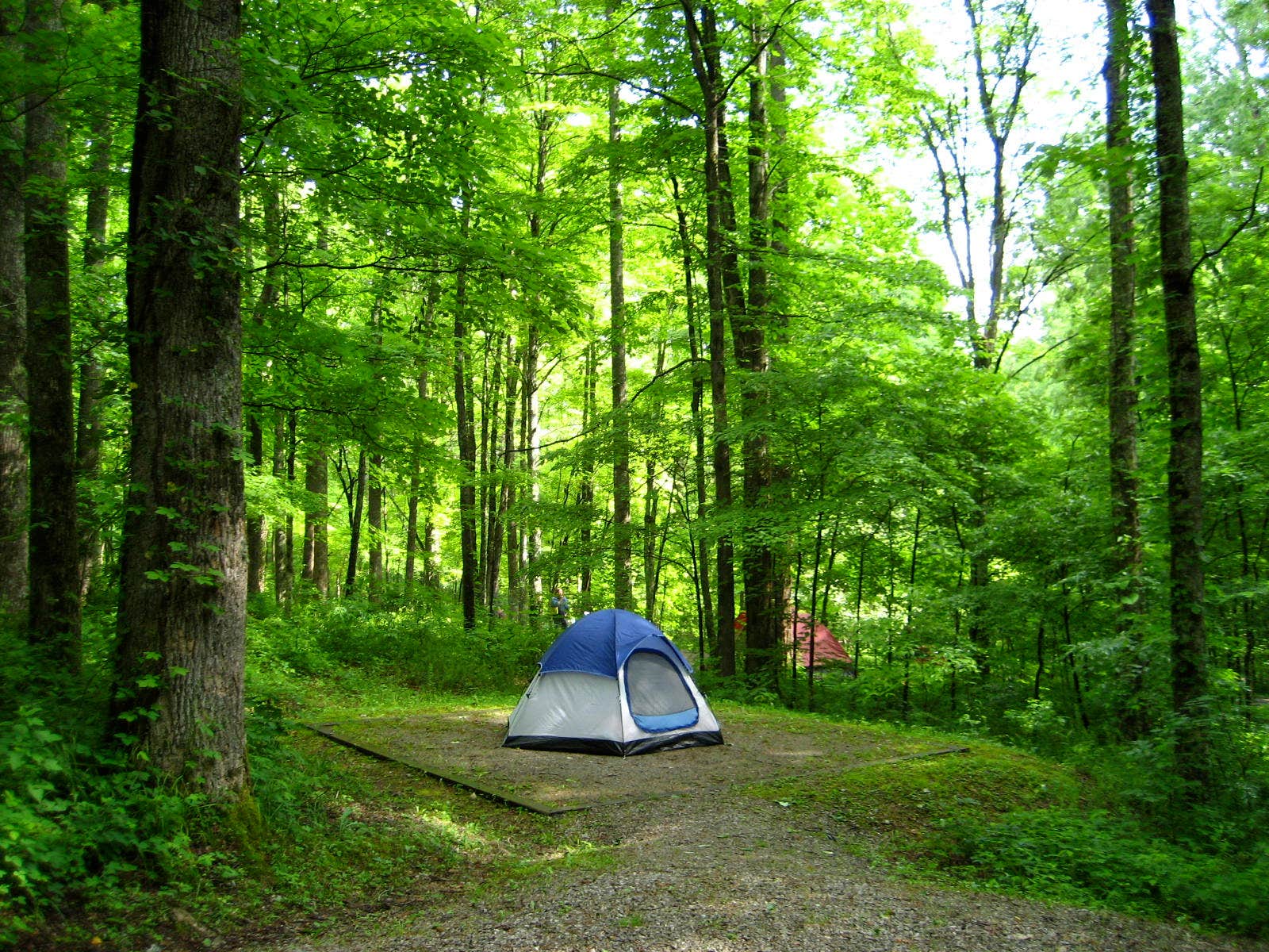 Camper submitted image from Cosby Campground — Great Smoky Mountains National Park - 4