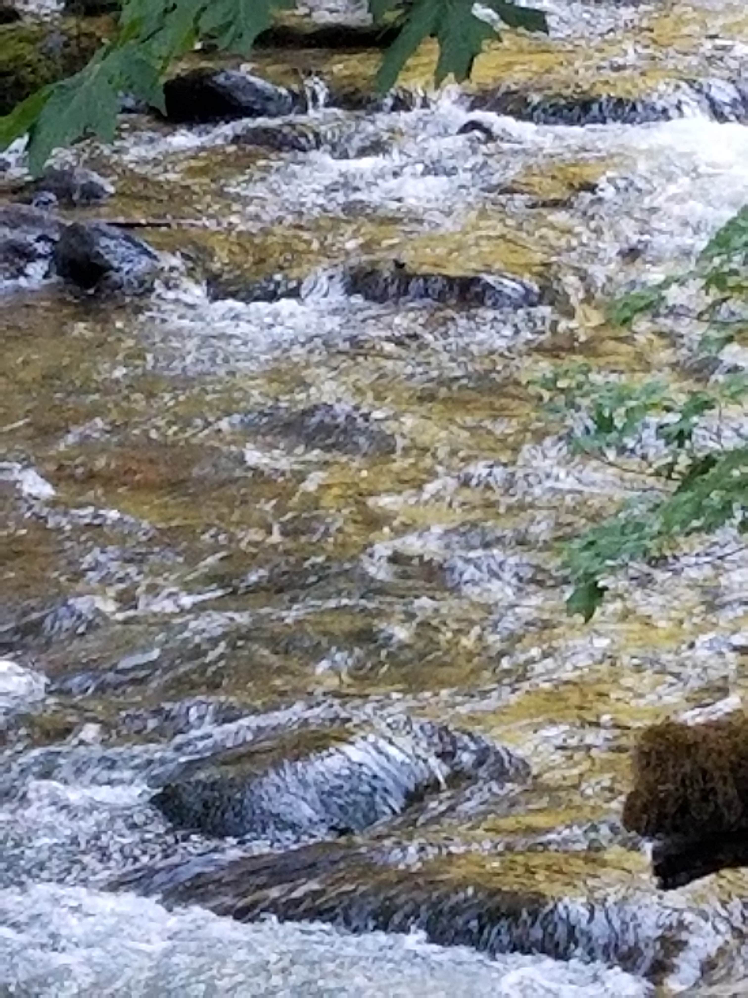 Camper submitted image from Gifford Pinchot National Forest North Fork Forest Camp Campground - 4