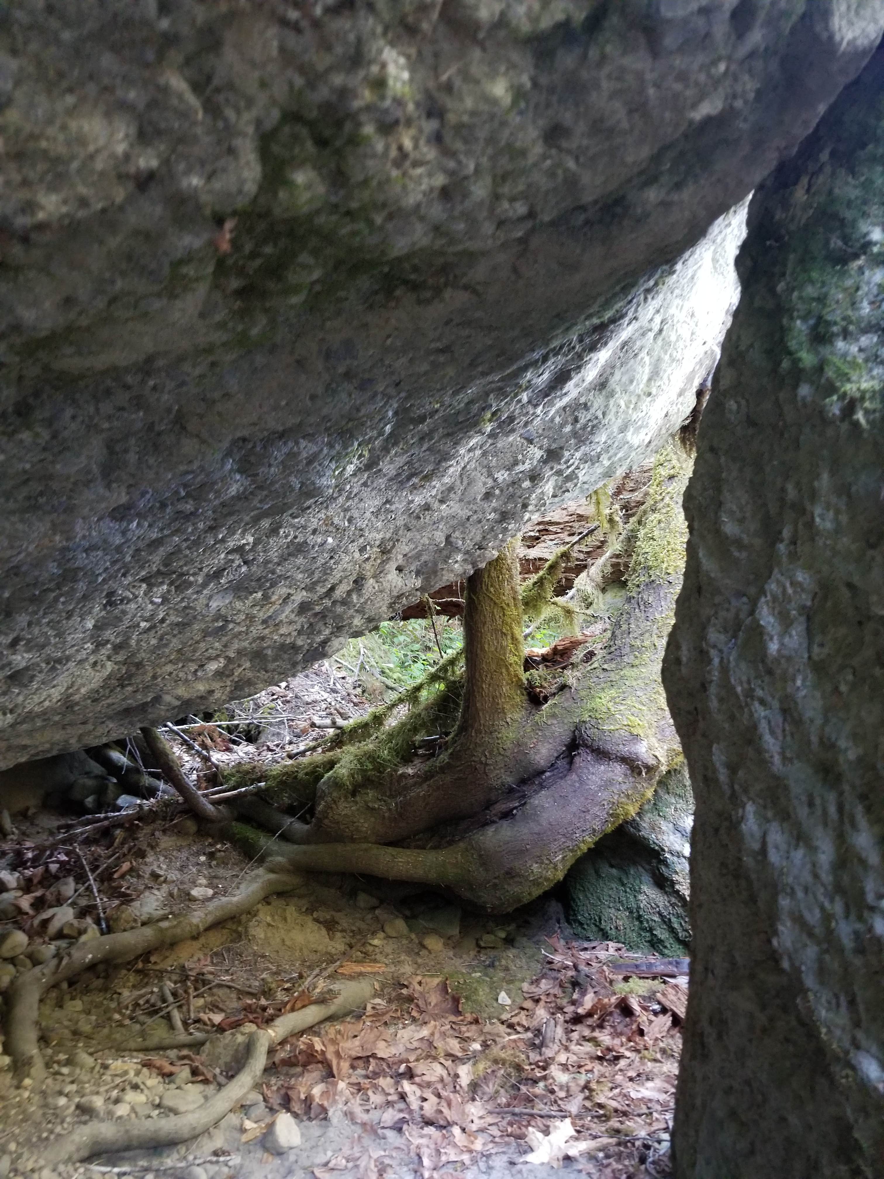 Camper submitted image from Gifford Pinchot National Forest North Fork Forest Camp Campground - 3