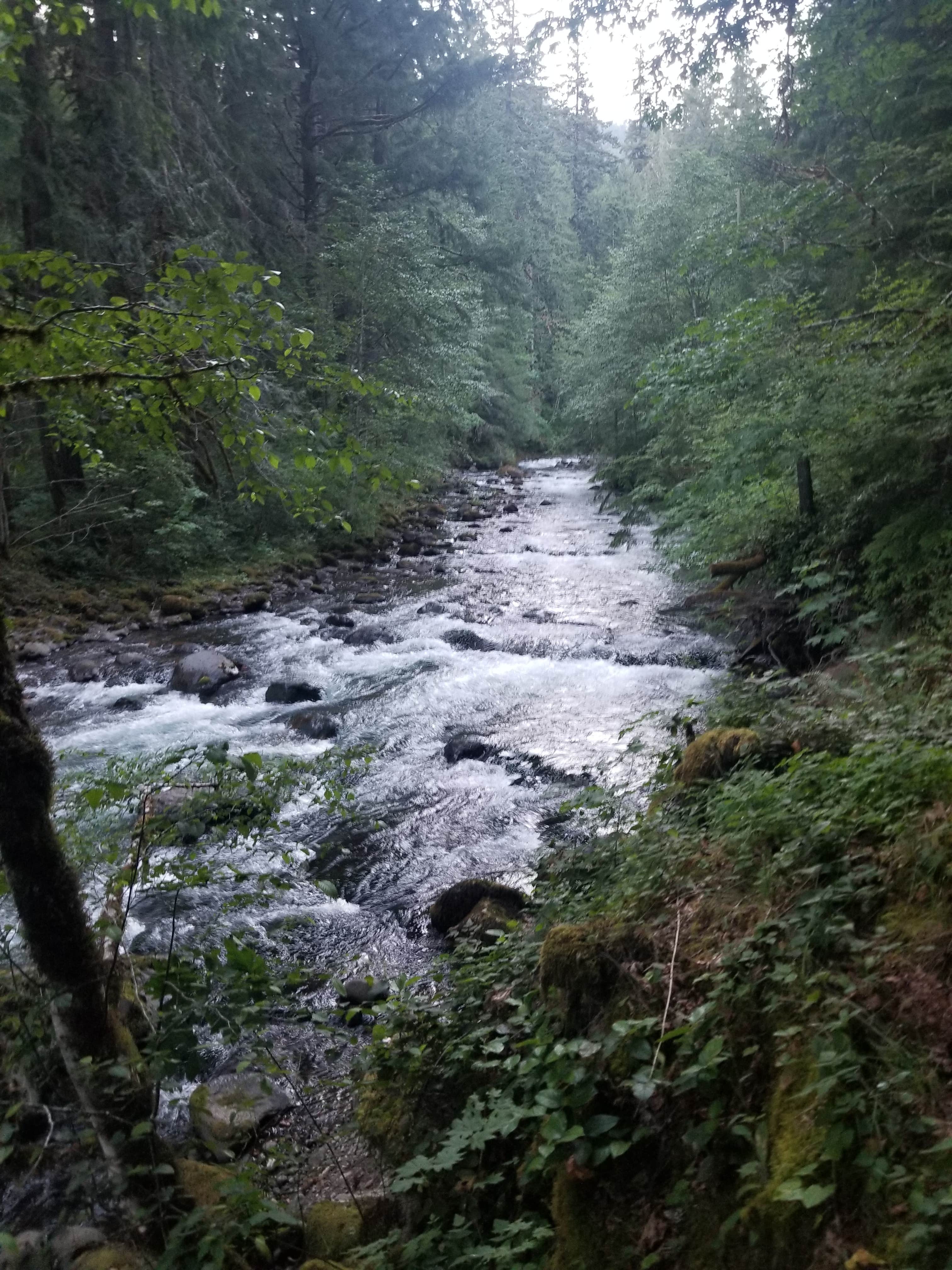 Camper submitted image from Gifford Pinchot National Forest North Fork Forest Camp Campground - 4