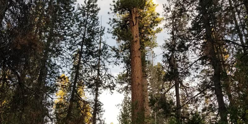 Camper submitted image from Butte Creek Campground