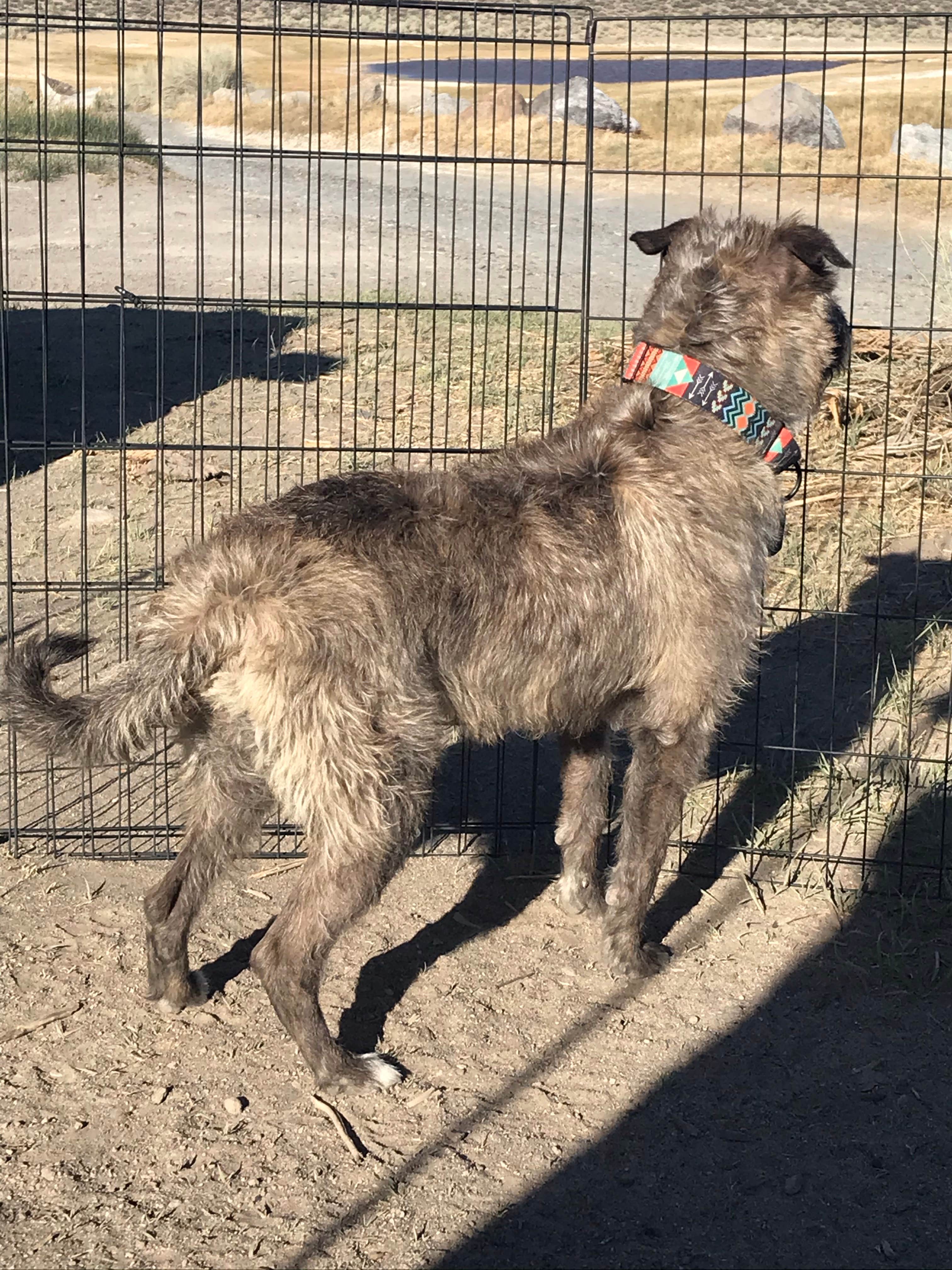 Alicia's photo of camping with pets at Crab Cooker Hotsprings - Dispersed Camping near Tahoe National Forest