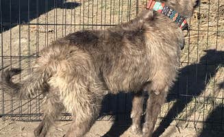 Alicia's photo of camping with pets at Crab Cooker Hotsprings - Dispersed Camping near Mammoth Lakes, CA