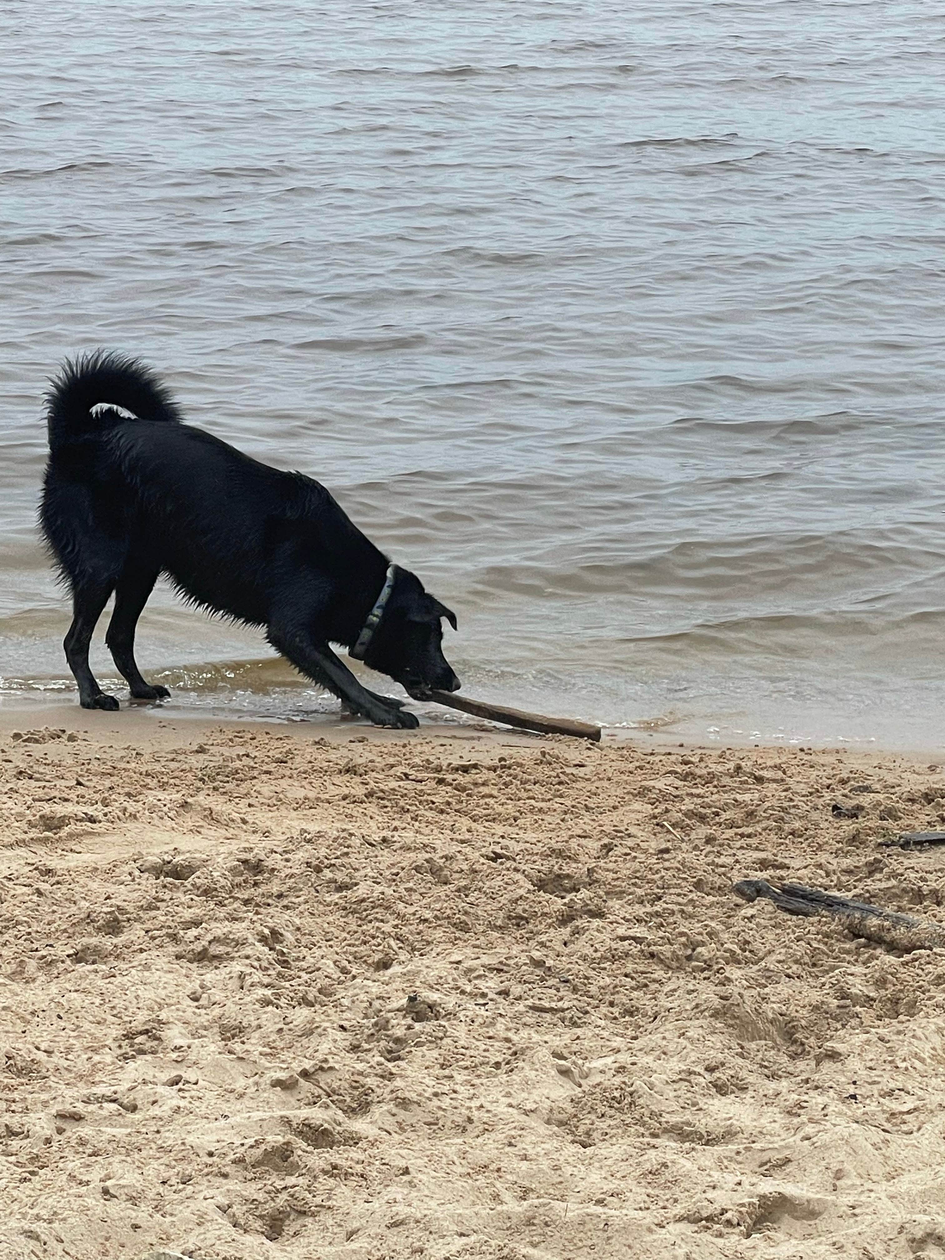 Kim L.'s photo of camping with pets at Manistique Lakeshore Campground near Manistique, MI
