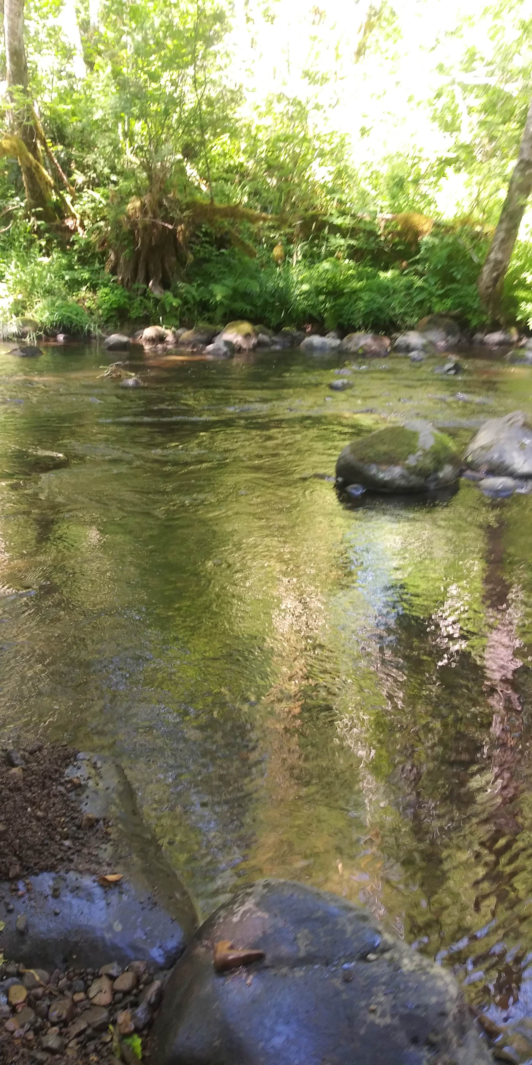 Camper-submitted photo at Winston Creek Campground near Mossyrock, WA