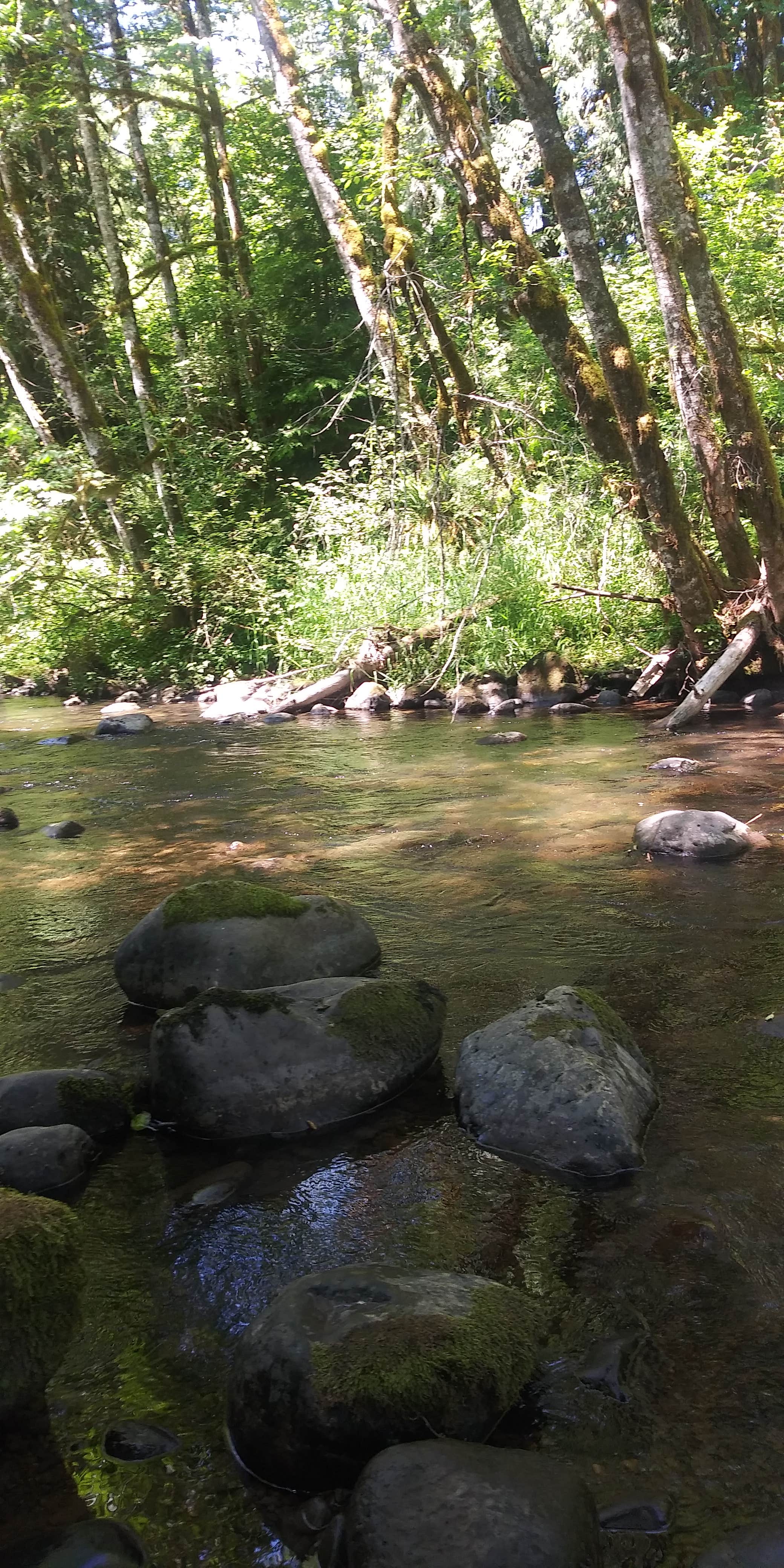Camper-submitted photo at Winston Creek Campground near Mossyrock, WA