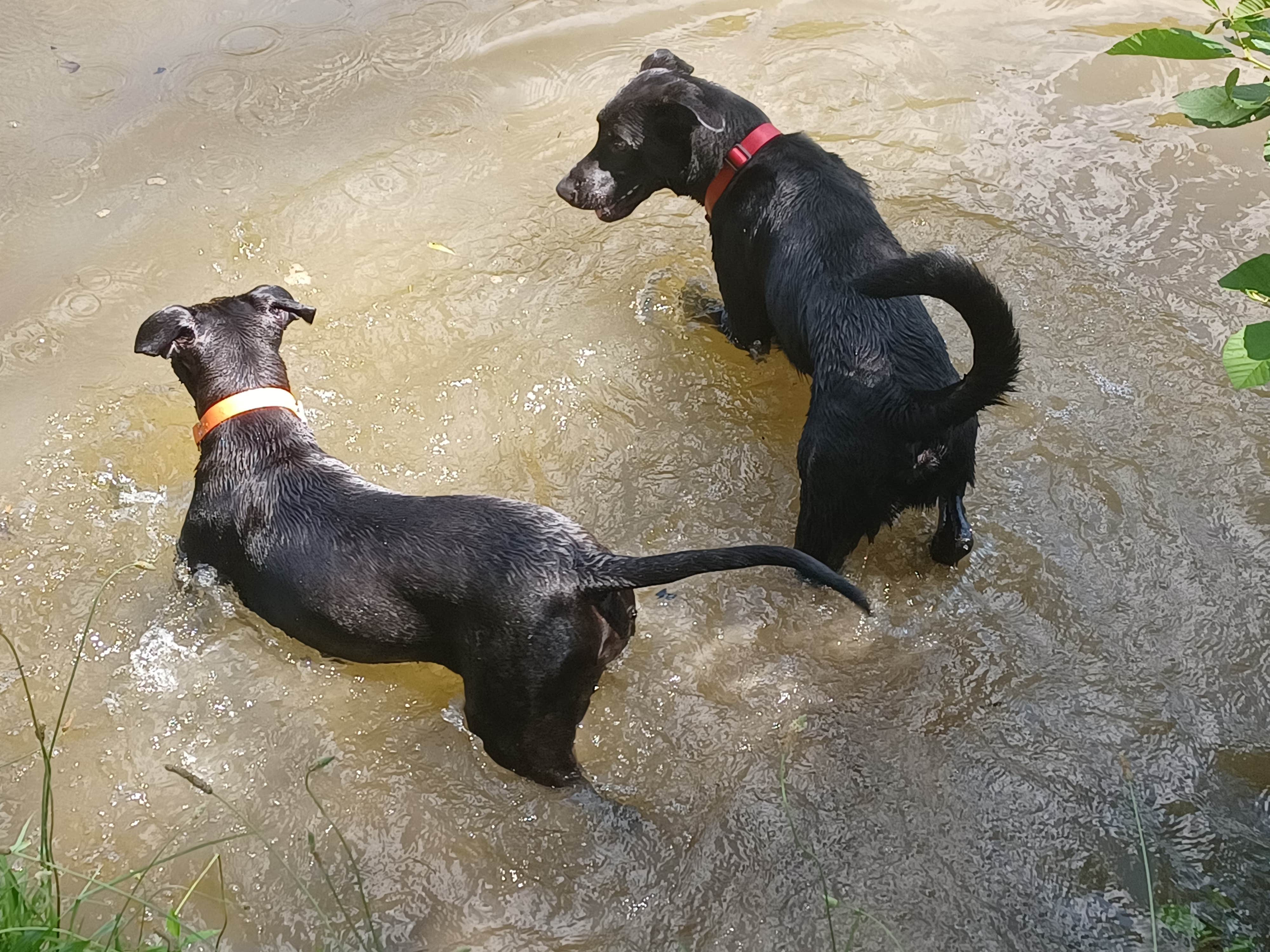 Danny C.'s photo of camping with pets at Little Bear Island Campground near Louisa, KY