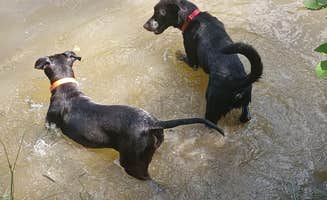 Danny C.'s photo of camping with pets at Little Bear Island Campground near Huntington, WV