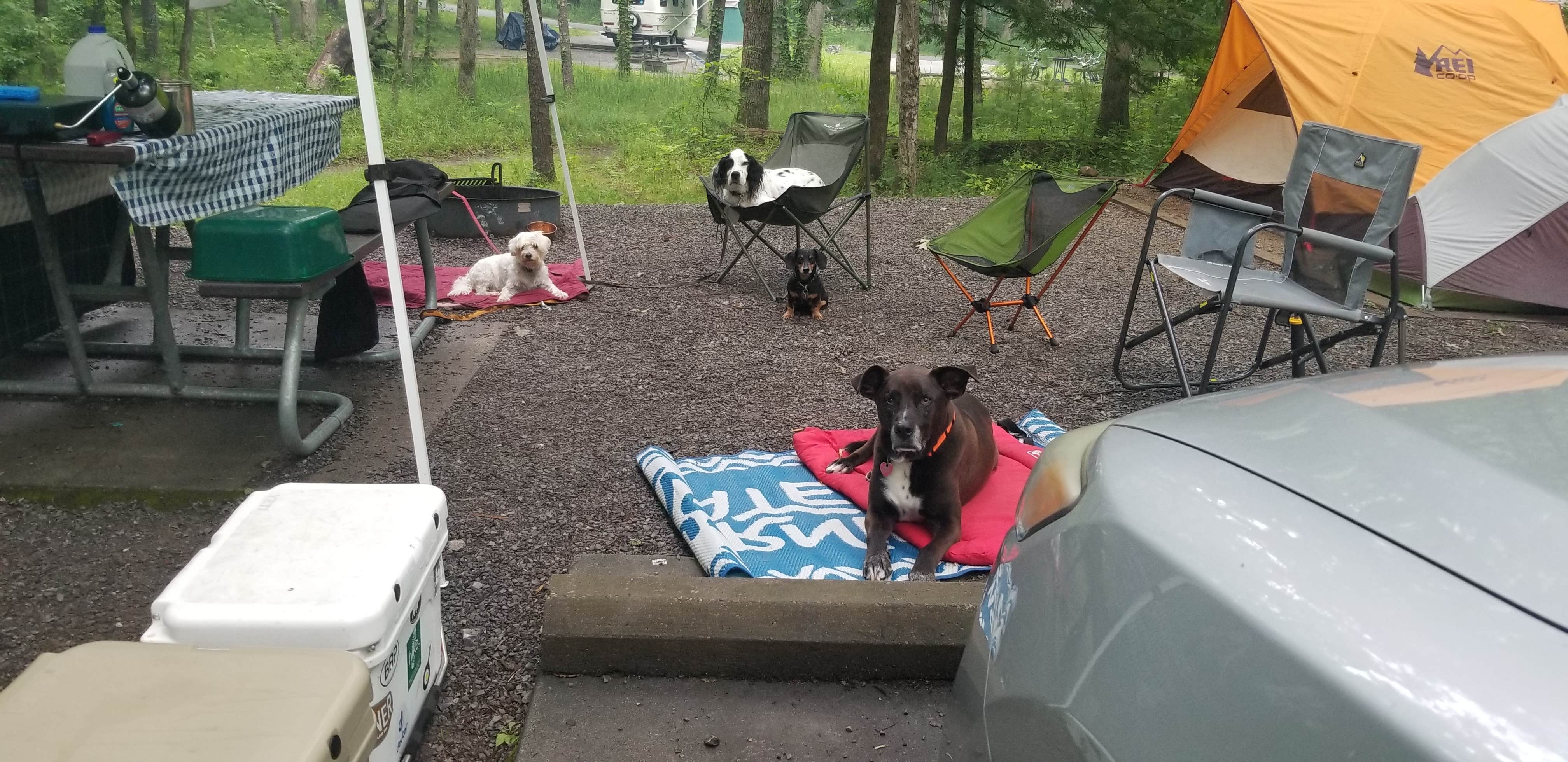 Katrin M.'s photo of camping with pets at Cades Cove Campground near Sevierville, TN