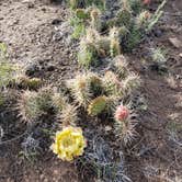 Review photo of Rio Grande National Forest Penitente Canyon Campground by Lucy L., June 30, 2021