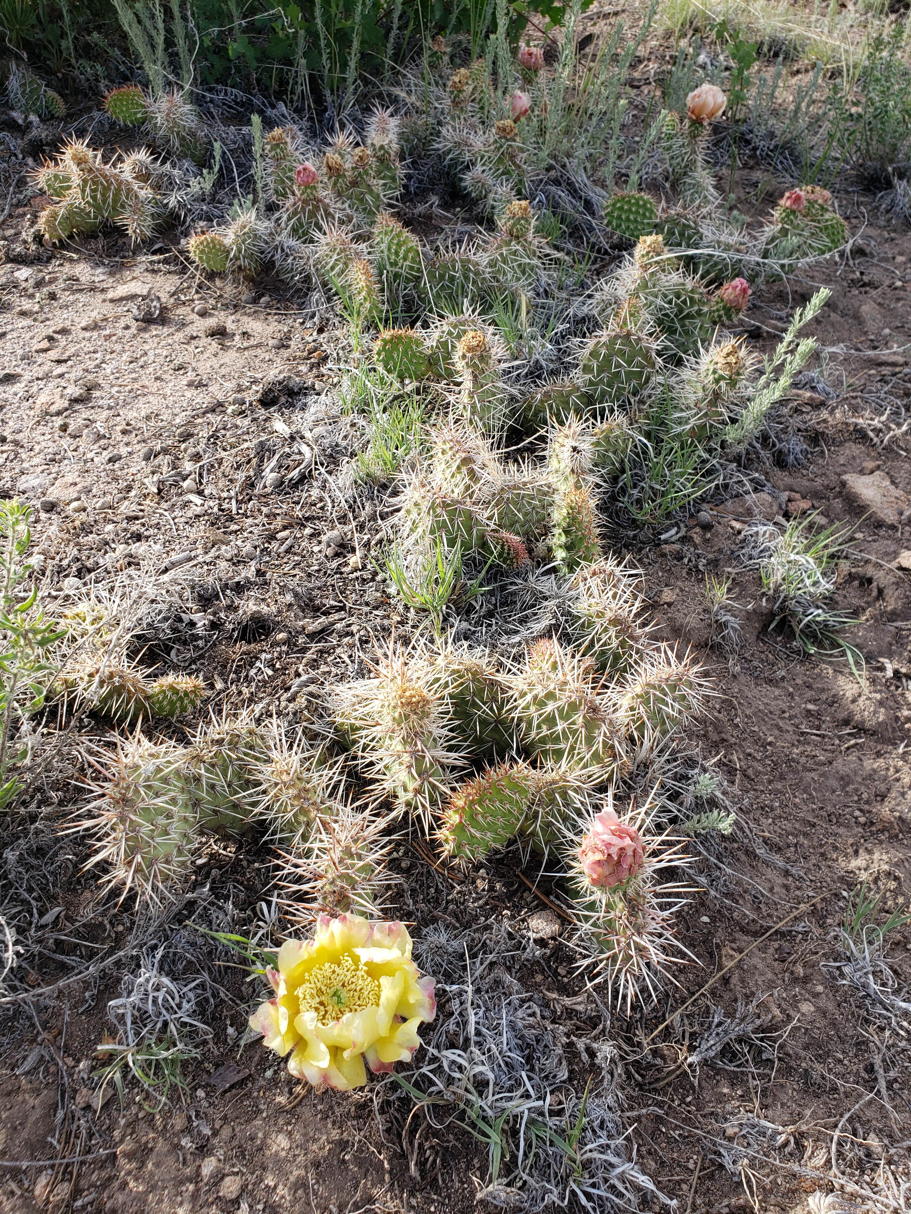 Camper submitted image from Rio Grande National Forest Penitente Canyon Campground - 2