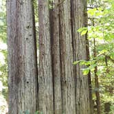 Review photo of Gualala River Redwood Park by Julia B., June 30, 2021