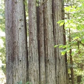 Review photo of Gualala River Redwood Park by Julia B., June 30, 2021