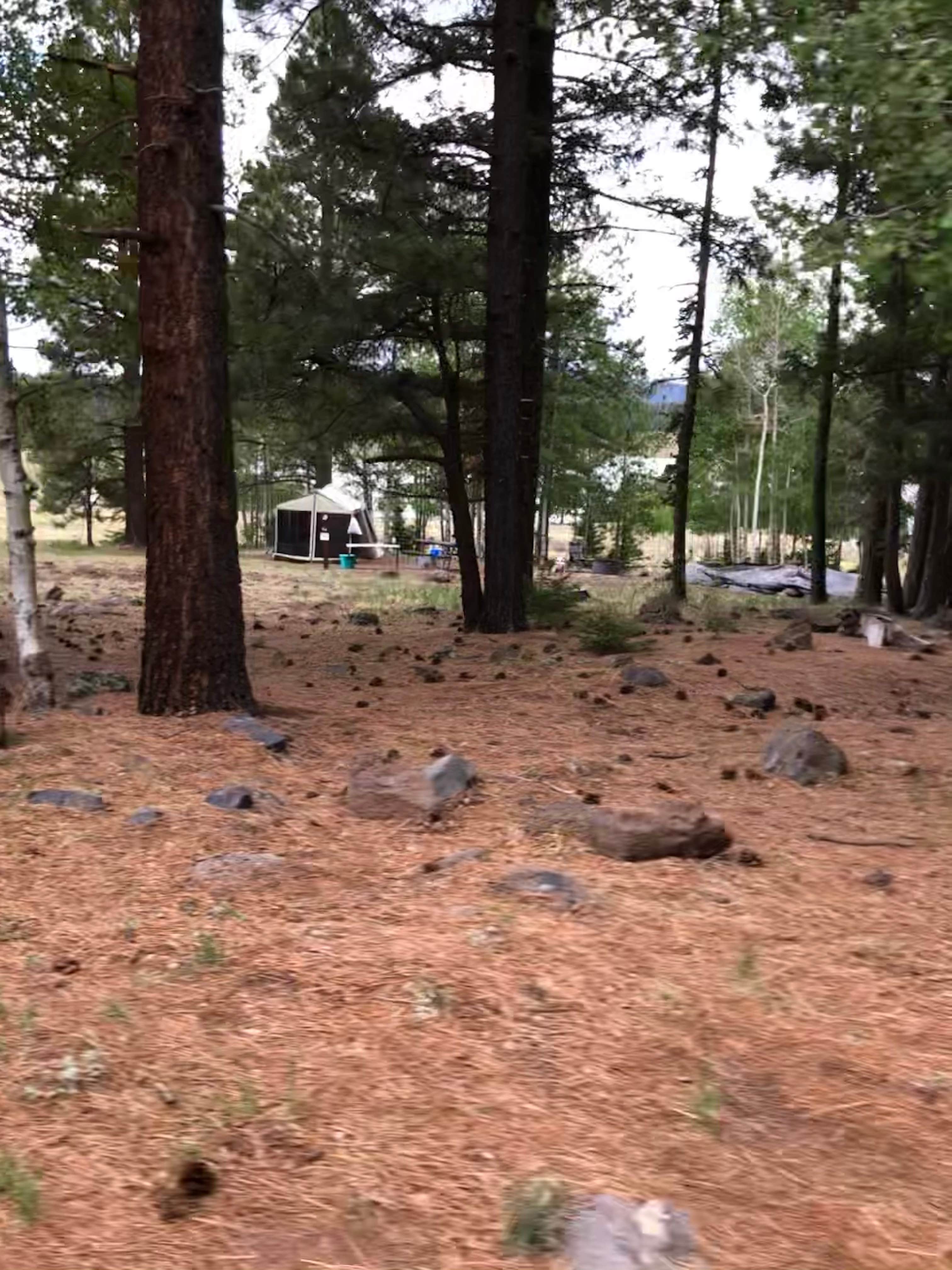 Camper-submitted photo at Cutthroat near Alpine, AZ