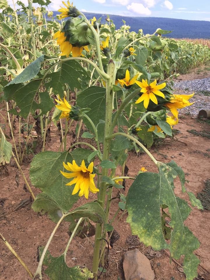 Sunflower fields at Misty Meadow farm and creamery. Highly recommend! BEST ice cream! 
