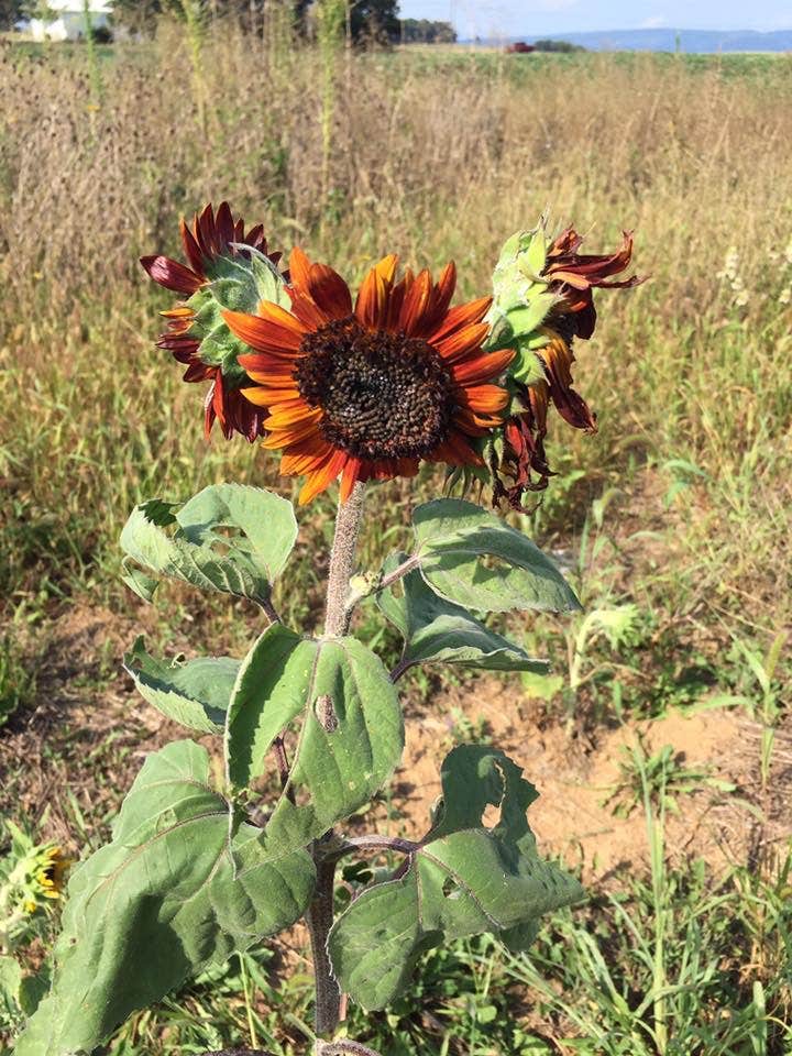Camper-submitted photo at Manor - Cunningham Falls State Park near Rouzerville, PA