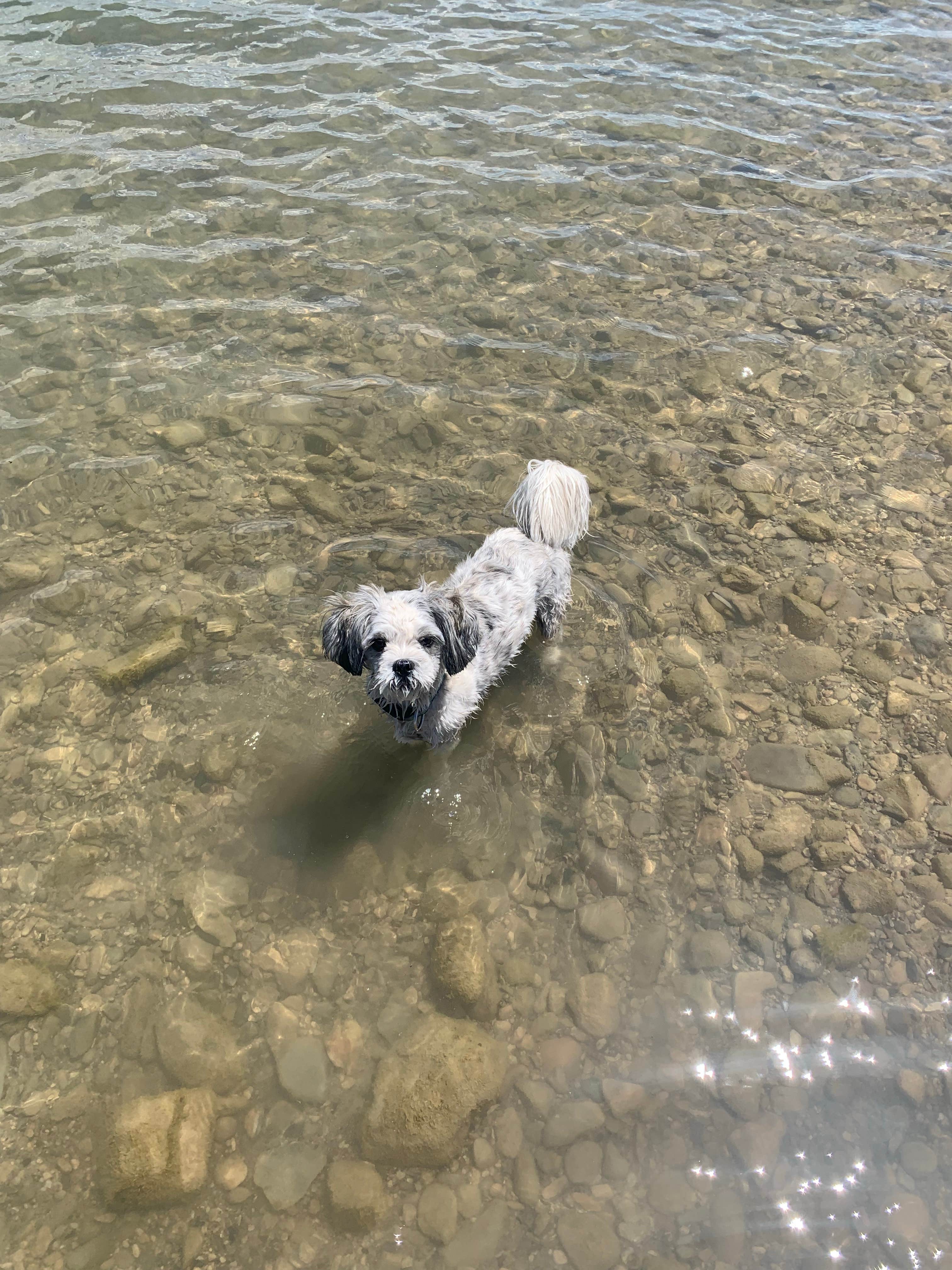 Camper-submitted photo at Lone Tree Campground near Dillon, MT