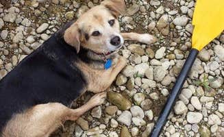 Amanda S.'s photo of camping with pets at Morgan's Riverside Campground & Cabins in Ohio