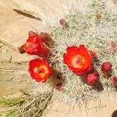 Review photo of Goblin Valley State Park Campground by Alan B., June 12, 2018