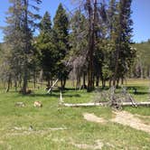 Review photo of Pebble Creek Campground — Yellowstone National Park - CLOSED IN 2024 by Alan B., June 12, 2018