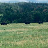 Review photo of Stockade North Campground — Custer State Park by Glenda D., June 30, 2021