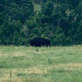 Review photo of Stockade North Campground — Custer State Park by Glenda D., June 30, 2021