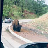 Review photo of Stockade North Campground — Custer State Park by Glenda D., June 30, 2021