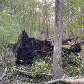 Review photo of Weogufka State Forest Campsite 2 by Asher K., June 30, 2021