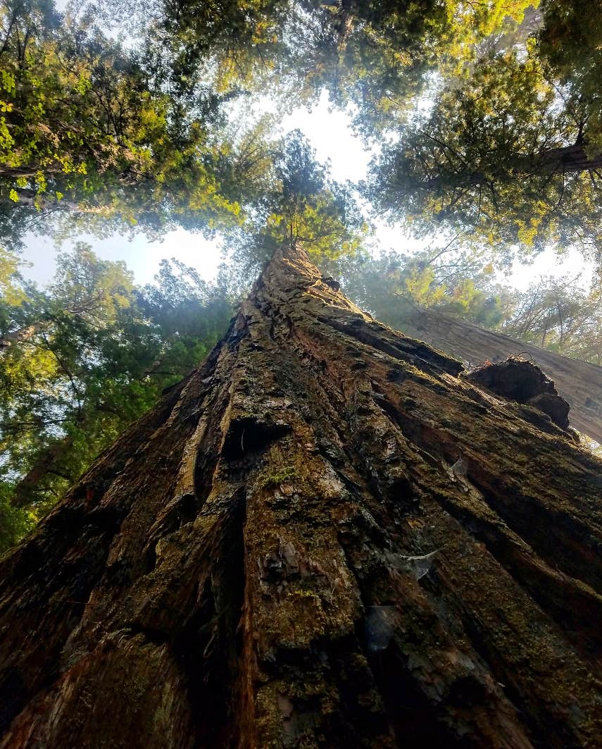 Camper submitted image from Burlington Campground — Humboldt Redwoods State Park - 2