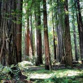 Review photo of Burlington Campground — Humboldt Redwoods State Park by Amber D., June 12, 2018