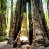 Review photo of Burlington Campground — Humboldt Redwoods State Park by Amber D., June 12, 2018