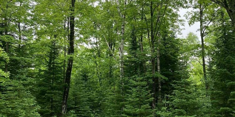 Camper submitted image from Beaver Island Bill Wagner Memorial Campground