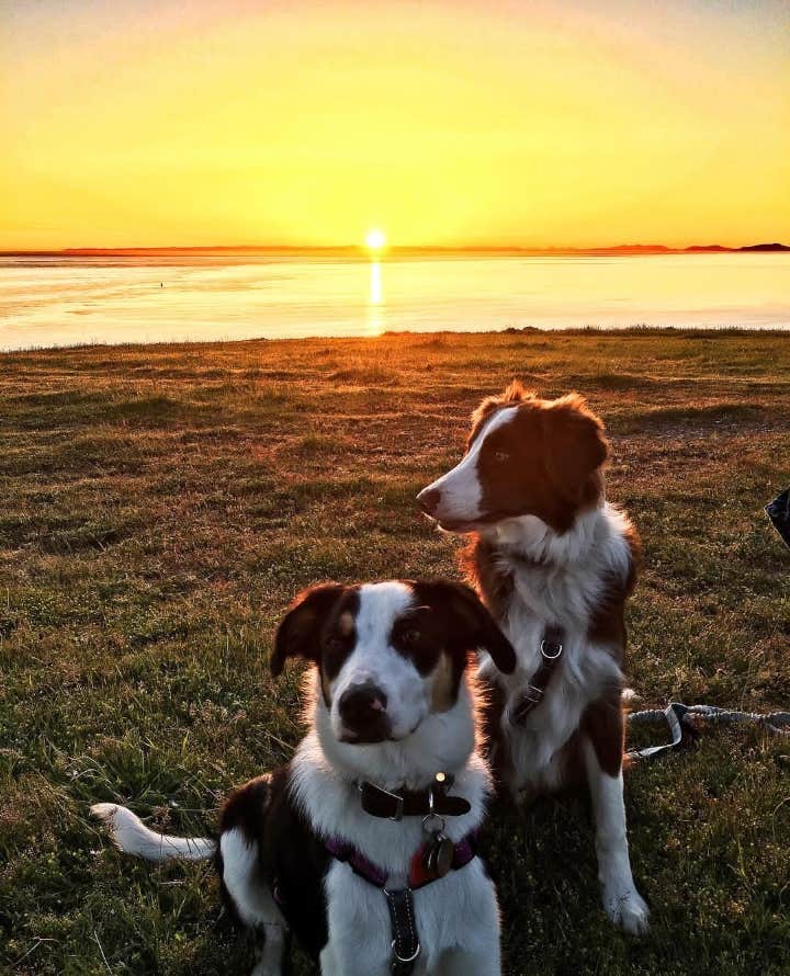 Joshua D.'s photo of camping with pets at Fort Ebey State Park Campground near Port Townsend, WA