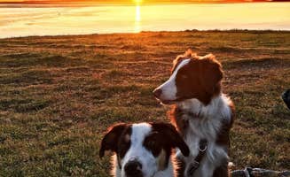 Joshua D.'s photo of camping with pets at Fort Ebey State Park Campground in Washington