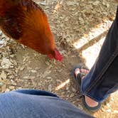 Review photo of Luckenbach Texas Dance Hall by Bounding Around , July 1, 2021