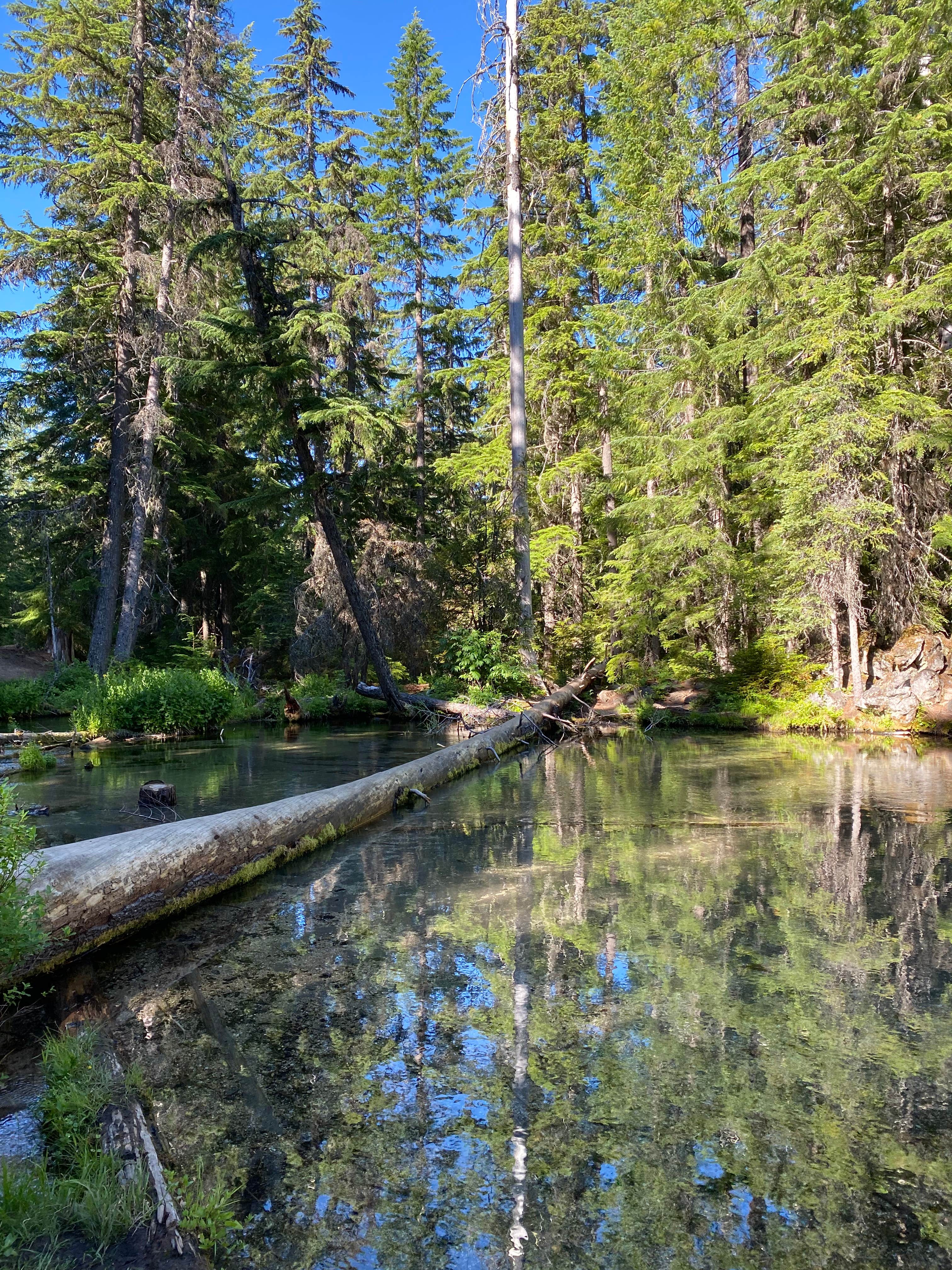 Camper submitted image from Clearwater Falls Campground - 3