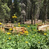 Review photo of Crane Flat Campground — Yosemite National Park by Nikki C., June 12, 2018