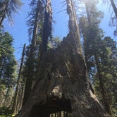 Review photo of Crane Flat Campground — Yosemite National Park by Nikki C., June 12, 2018