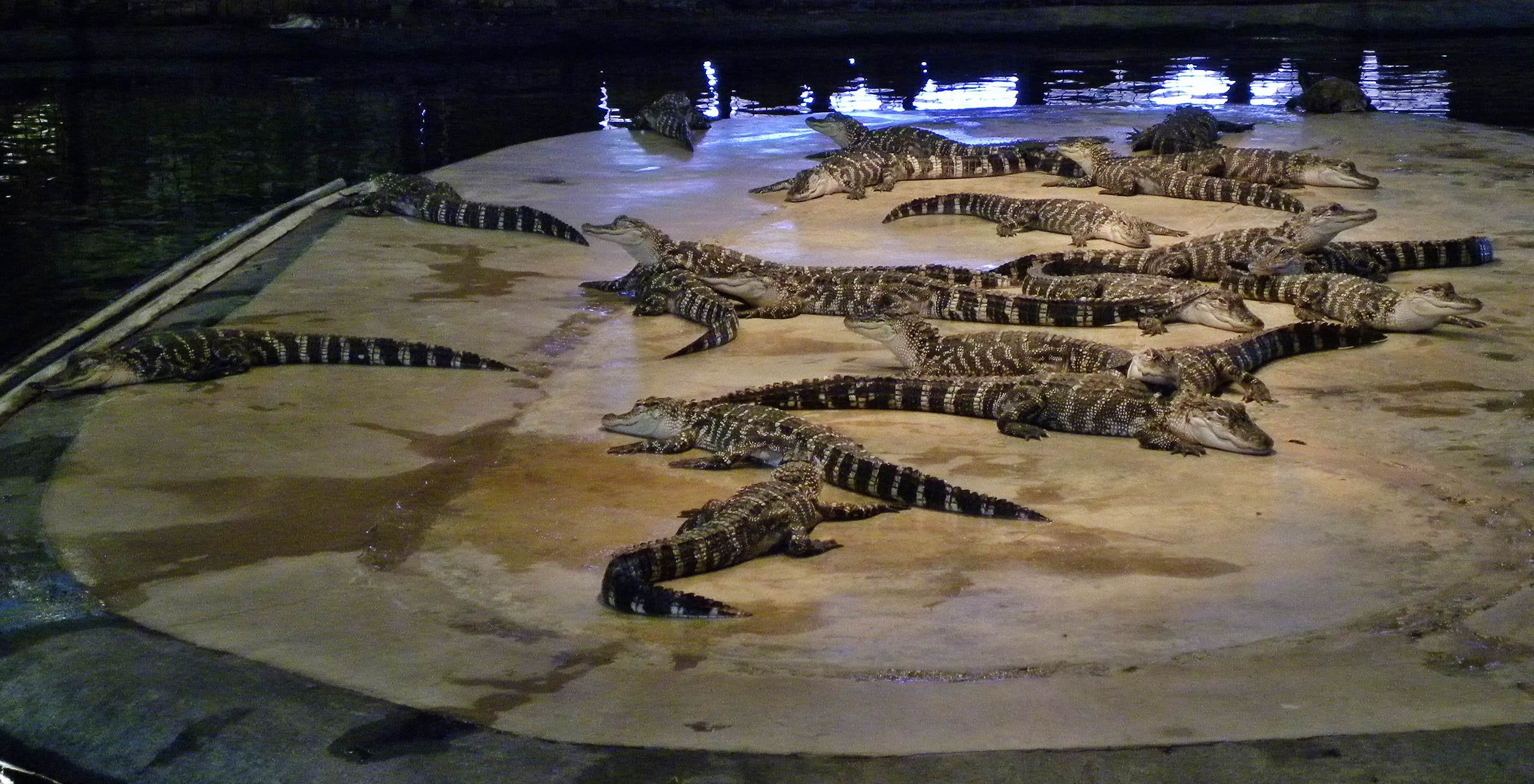 Camper-submitted photo at Pedro's Campground at South of the Border near Laurinburg, NC