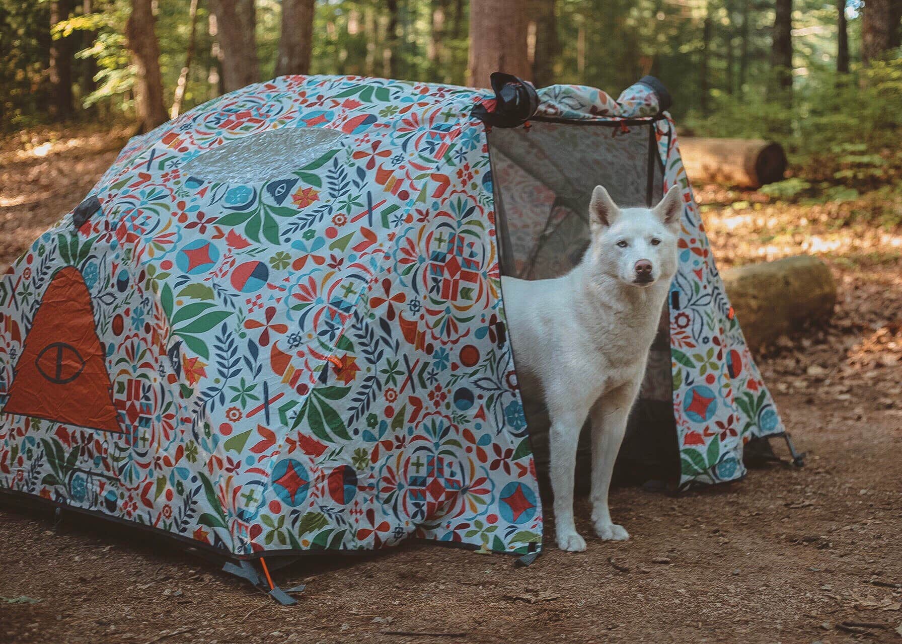 Gabby M.'s photo of camping with pets at Bear Brook State Park Campground near Contoocook, NH