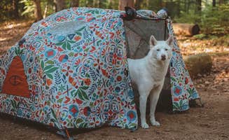 Gabby M.'s photo of camping with pets at Bear Brook State Park Campground near Hampton Beach, NH