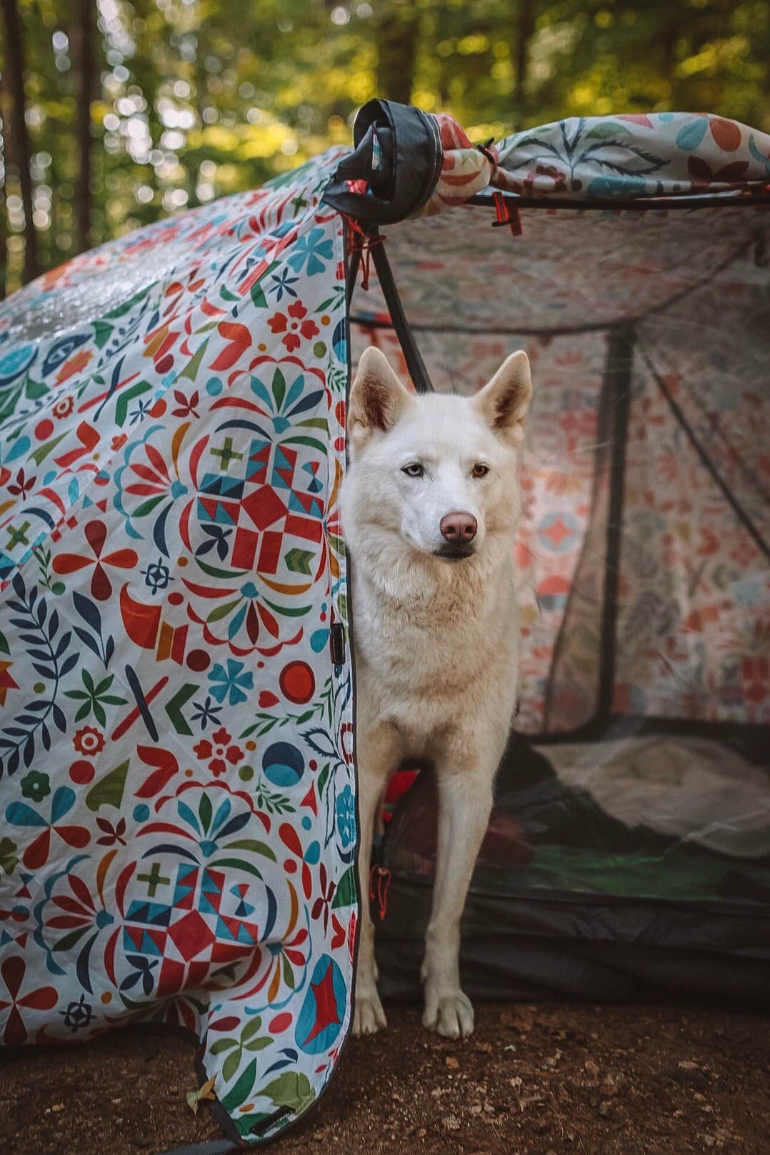 Gabby M.'s photo of camping with pets at Bear Brook State Park Campground near Stratham, NH