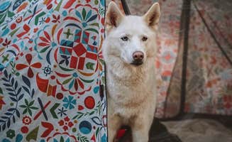Gabby M.'s photo of camping with pets at Bear Brook State Park Campground near Derry, NH