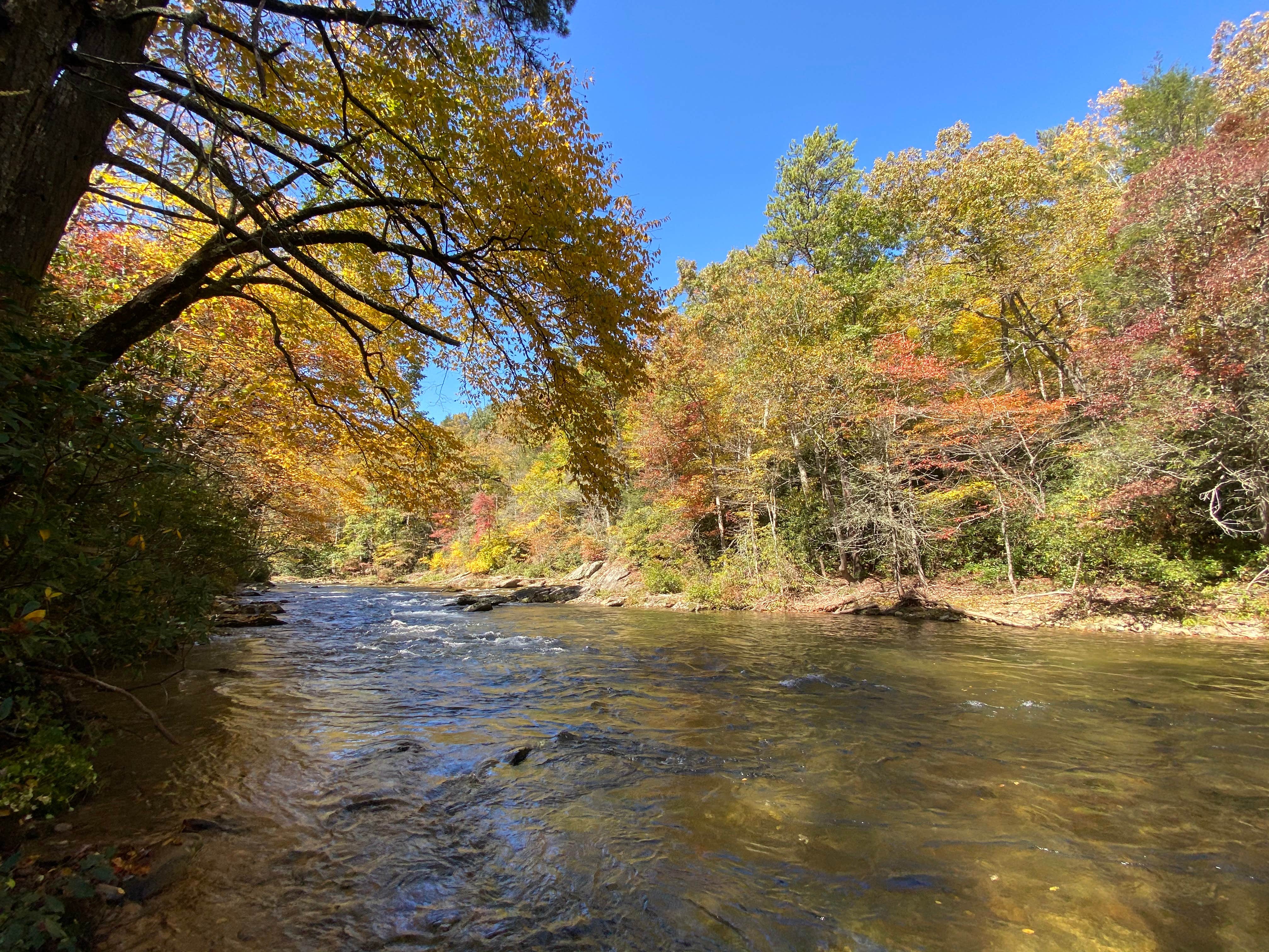 Camper submitted image from Pisgah National Forest Carolina Hemlocks Campground - 3