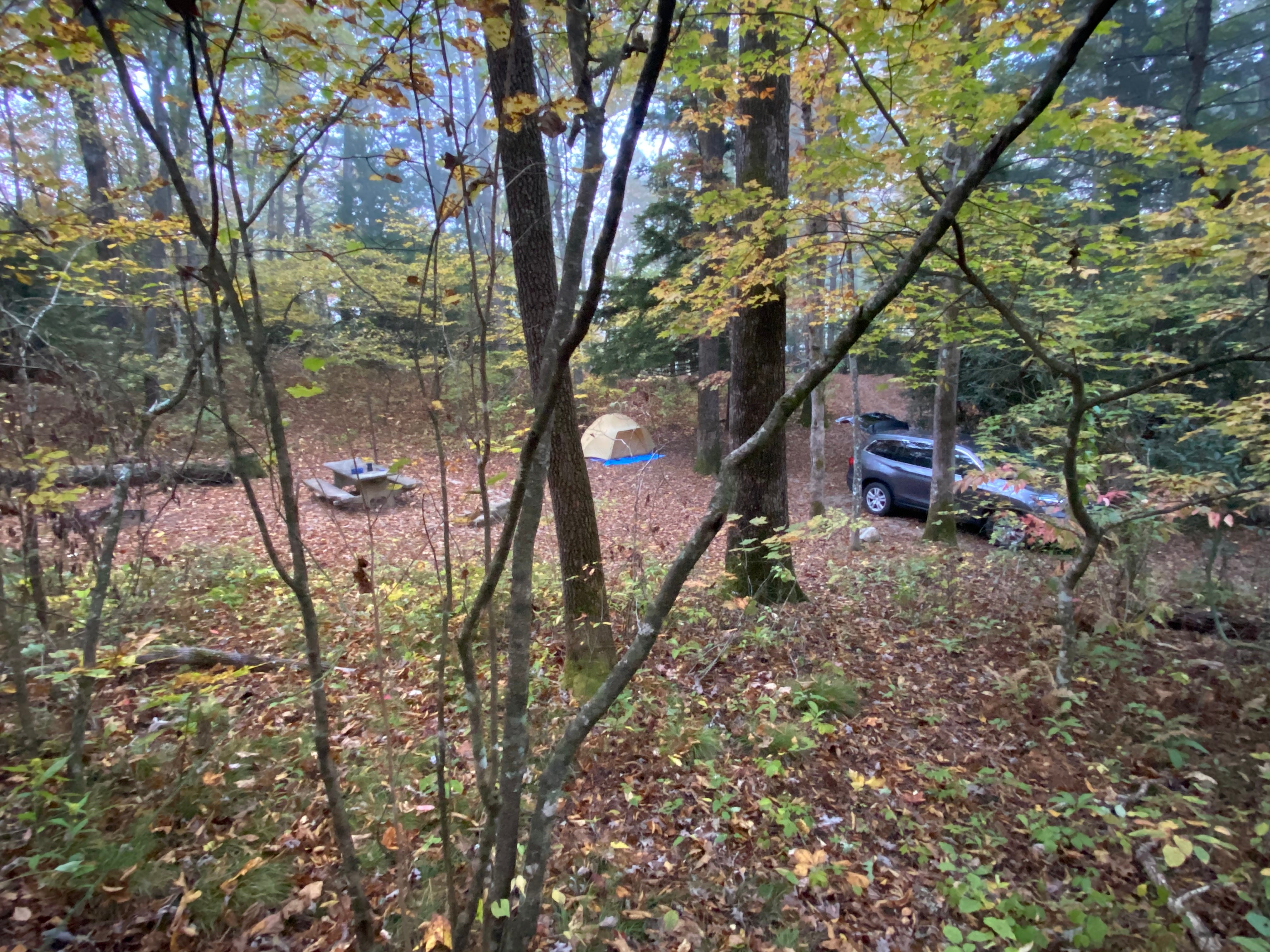 Camper submitted image from Pisgah National Forest Carolina Hemlocks Campground - 5