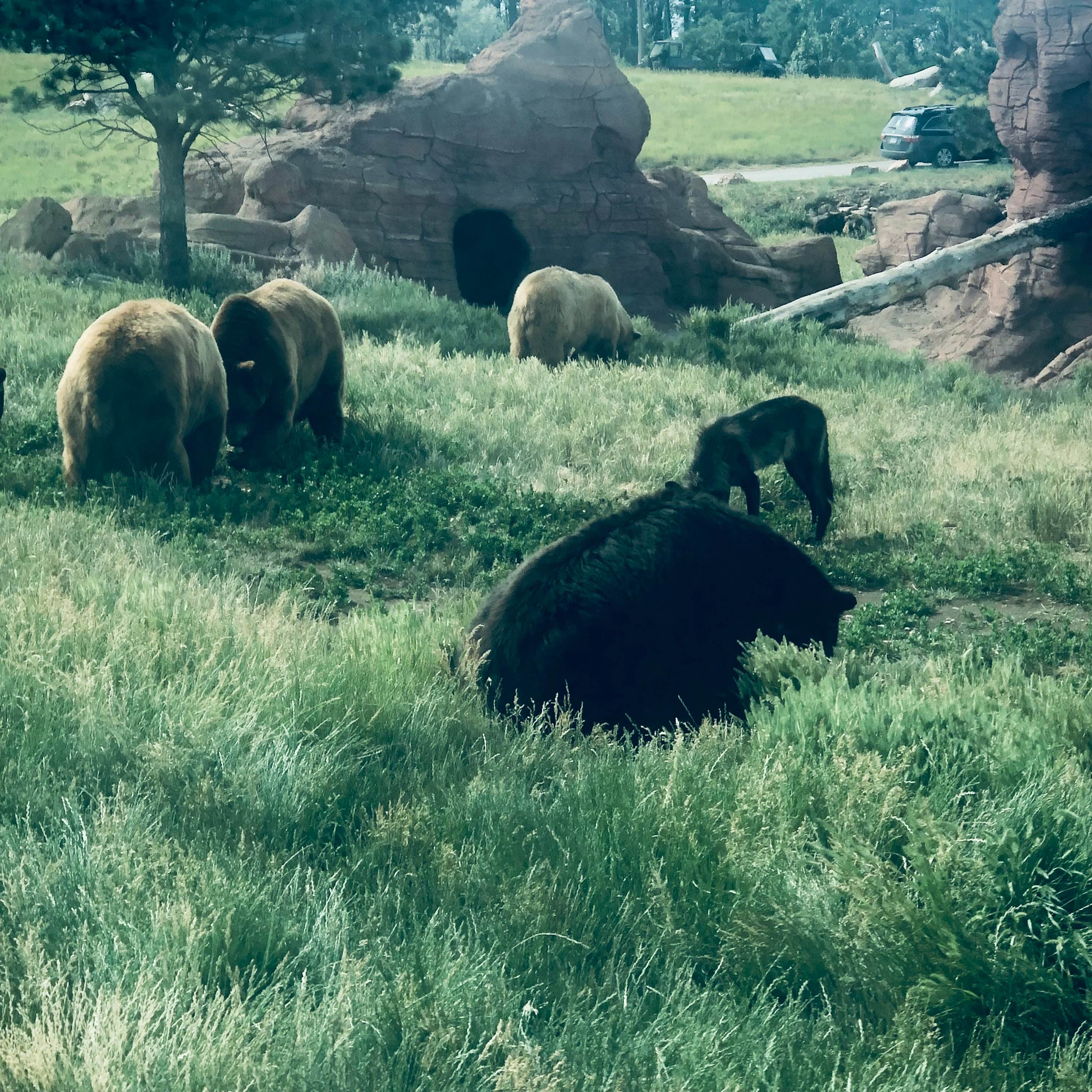 Glenda D.'s photo of camping with pets at Rapid City KOA near Blackhawk, SD